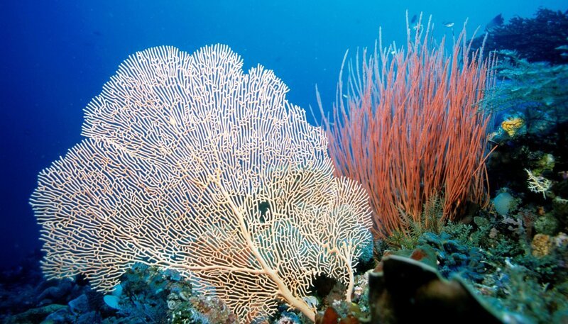 Bild: phoenix/​ZDF/​Natural History New Zeal