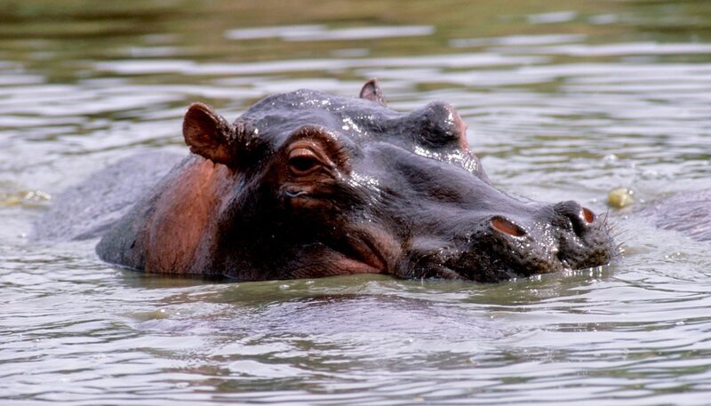 Bild: phoenix/​ZDF/​Natural History New Zeal