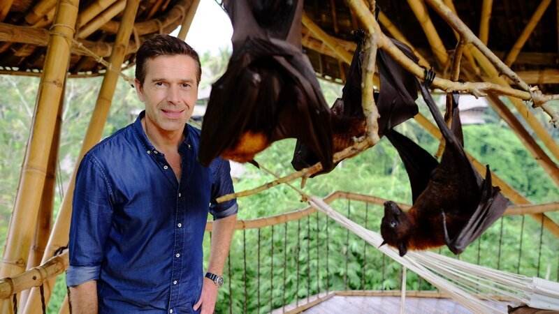 Flughunde gehören zu den Langschläfern: Doch wozu dient der Schlaf? – Bild: ZDF