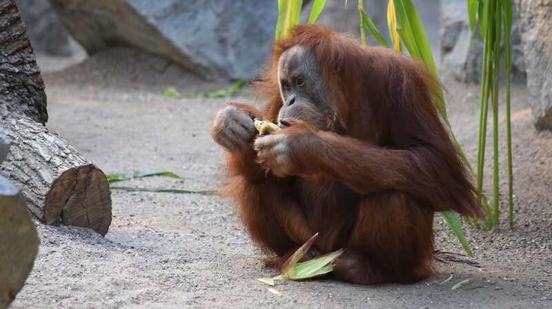 Neues Terrain: Orang-Utan Weibchen Conny erkundet zum ersten Mal die große Außenanlage. – Bild: NDR/​Doclights GmbH