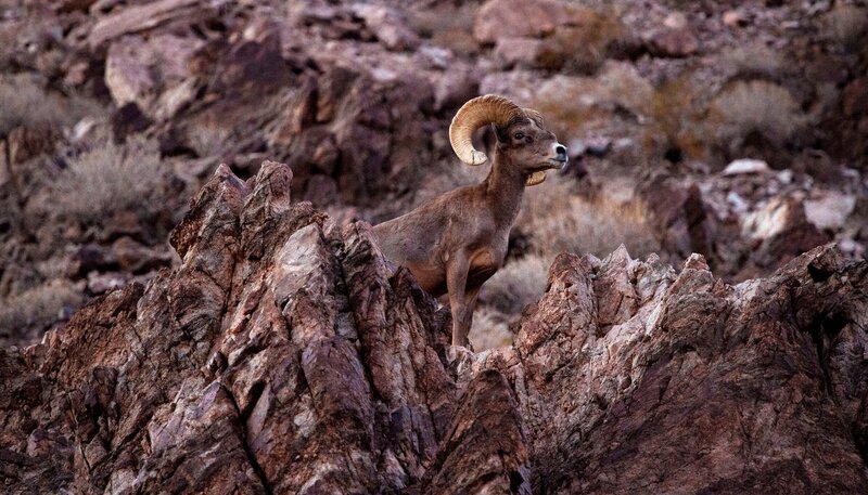 Bald beginnt die Balz. Ein Dickhornschaf wartet auf seine Rivalen. – Bild: phoenix/​NDR/​Doclights GmbH/​Matthew Kline