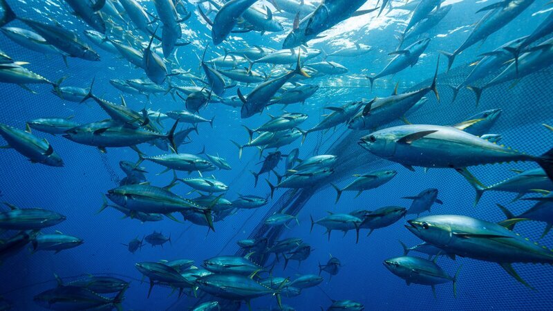 Ein Thunfischschwarm in der Falle: Das Ringwadennetz umschließt den ganzen Schwarm. – Bild: ZDF und Uli Kunz