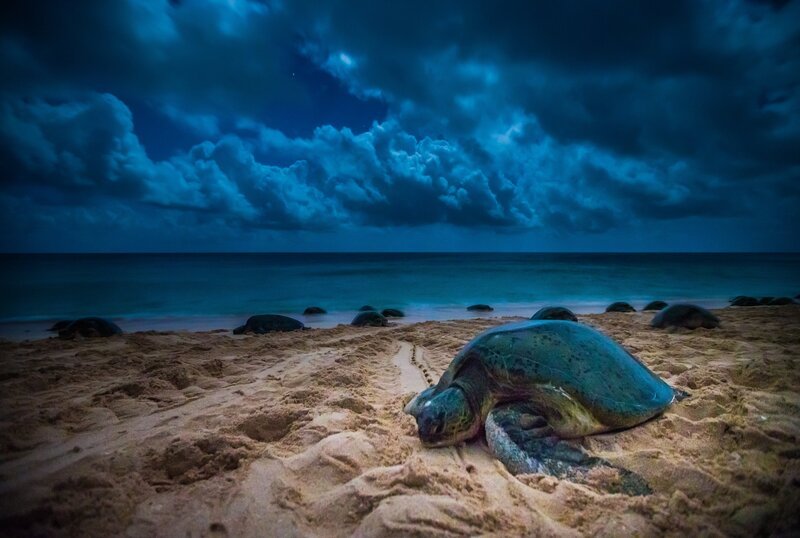 Während der Brutzeit kommt die Grüne Meerschildkröte zu 10.000 Exemplaren an den aus drei Korallenriffen bestehenden Raine-Island-Nationalpark – Bild: Northern Pictures
