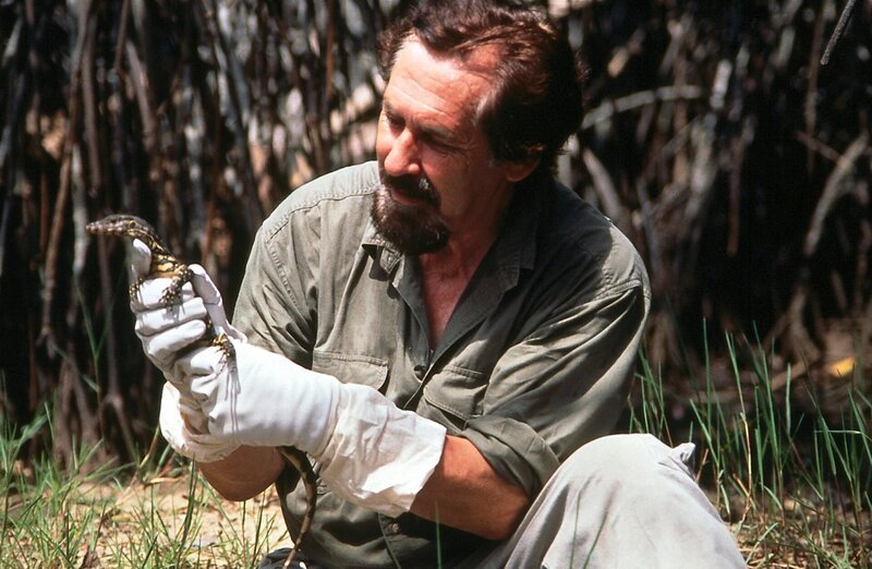 Werner Fend ist vorsichtig und trägt Schutzhandschuhe: Der junge Bindenwaran kann bereits kräftig zubeißen und: als Aasfresser hat er „Gift zwischen den Zähnen“. – Bild: ZDF und Werner Fend