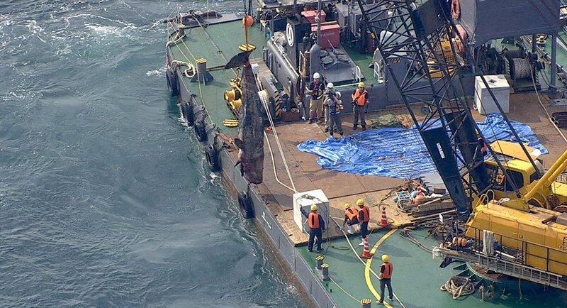 Bild: ZDF und Hiramichi Iwasaki; NHK Bild: ZDF und Hiramichi Iwasaki; NHK