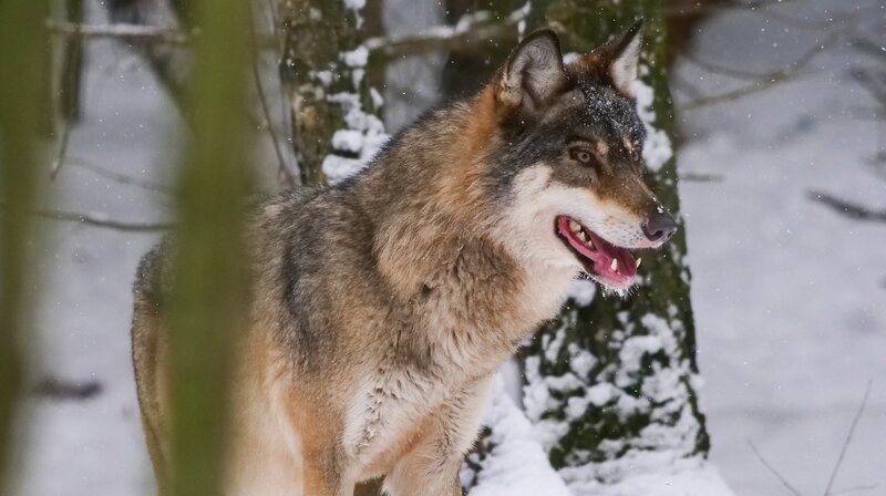 Wölfe durchstreifen den Urwald von Bialowieza im Osten Polens. Im ganzen Land gibt es inzwischen wieder etwa 2.500 von ihnen. Das sind rund fünfmal so viel wie in Deutschland. – Bild: NDR/​Zorillafilm/​Jens Westphalen&Thoralf Grospitz