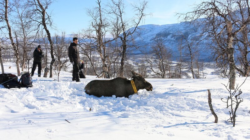 Schlafender Elch im Schnee – Forschung in Nordschweden. – Bild: phoenix /​ ZDF /​ Jürgen Heck
