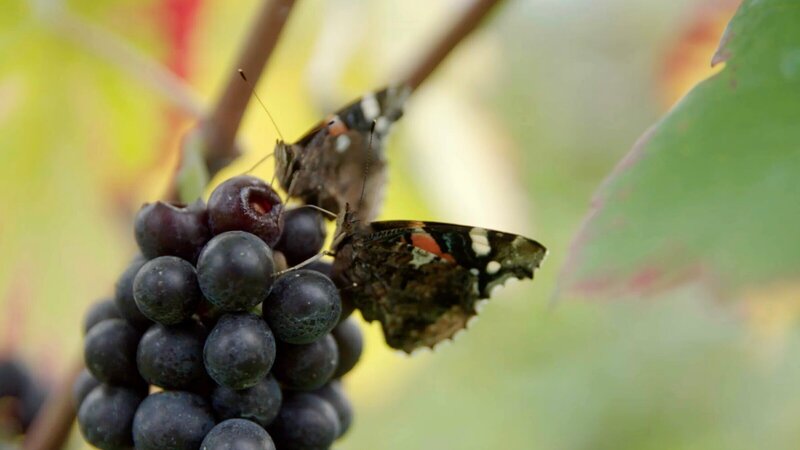 Bild: ZDF und SRF, 3sat, Philadelphia Medien