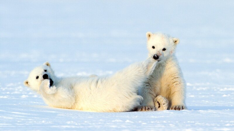 Zwillingsgeburten kommen bei Eisbären recht häufig vor. Obwohl sie erst wenige Monate alt sind, können Eisbärenkinder schon Temperaturen bis zu minus 45 Grad Celsius ertragen. Nur im Meer schwimmen dürfen sie nicht. Ihre Fettschicht ist noch nicht dick genug und sie würden erfrieren. – Bild: MDR/​NDR Naturfilm/​Doclights/​Asgeir Helgestad