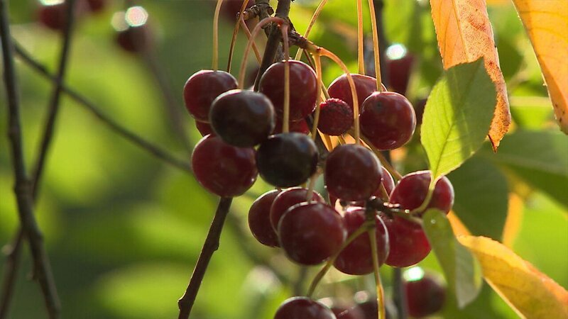 . – Bild: ANIXE HD . – Bild: ANIXE HD