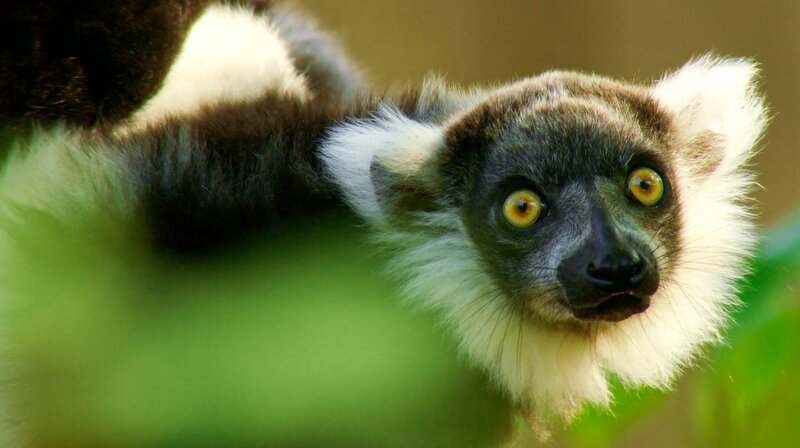Nachwuchs bei den schwarz-weißen Varis im Zoo Münster. Die aus Madagaskar stammende Lemurenart ist in ihrer Heimat stark gefährdet. – Bild: WDR/​Light & Shadow GmbH/​ Christian Baumeister