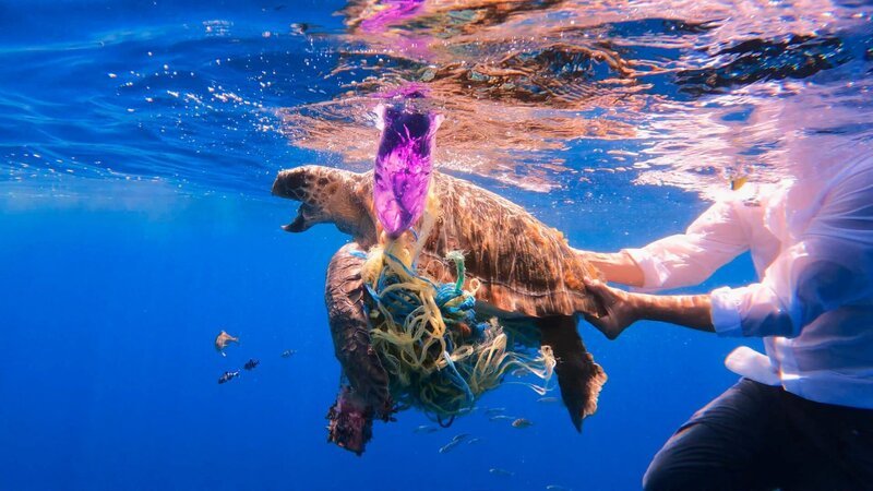 Eine Schildkröte, die wegen der Meeresverschmutzung in Not geraten ist, wird gerettet. (Asociación Alnitak) – Bild: Disney+