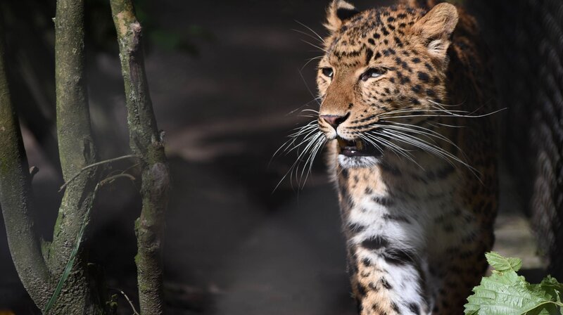 Leopardin Mor gehört zu den vom Aussterben bedrohten Nordchinesischen Leoparden. – Bild: NDR/​Doclights GmbH