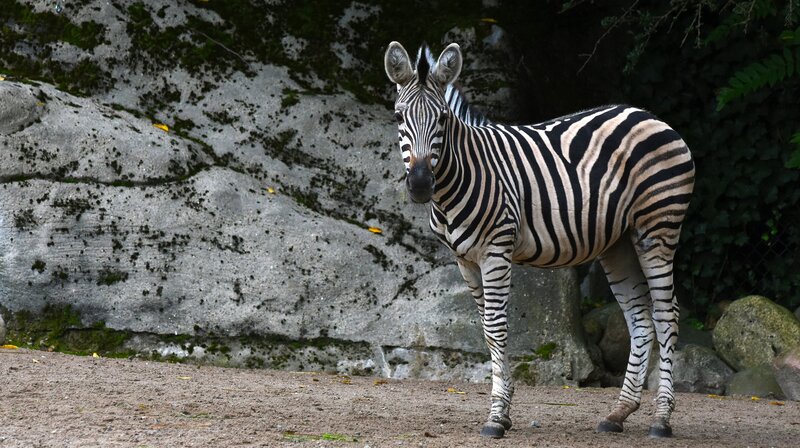 Die Chapman-Zebrastuten bekommen Gesellschaft: Heute zieht ein junger Zebrahengst aus dem Serengeti-Park ein. – Bild: NDR /​ Doclights GmbH