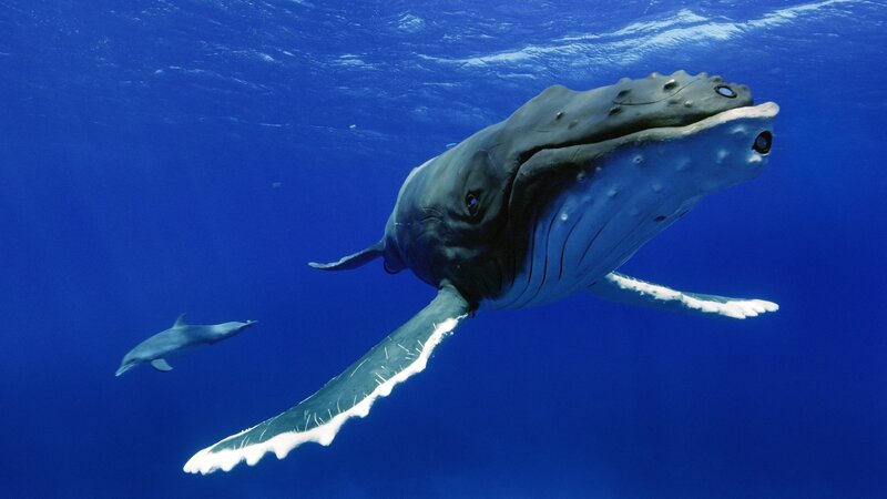 Buckelwal- und Delfin-Animatronik sind manchmal gemeinsam im Einsatz. – Bild: John Downer /​ ZDF