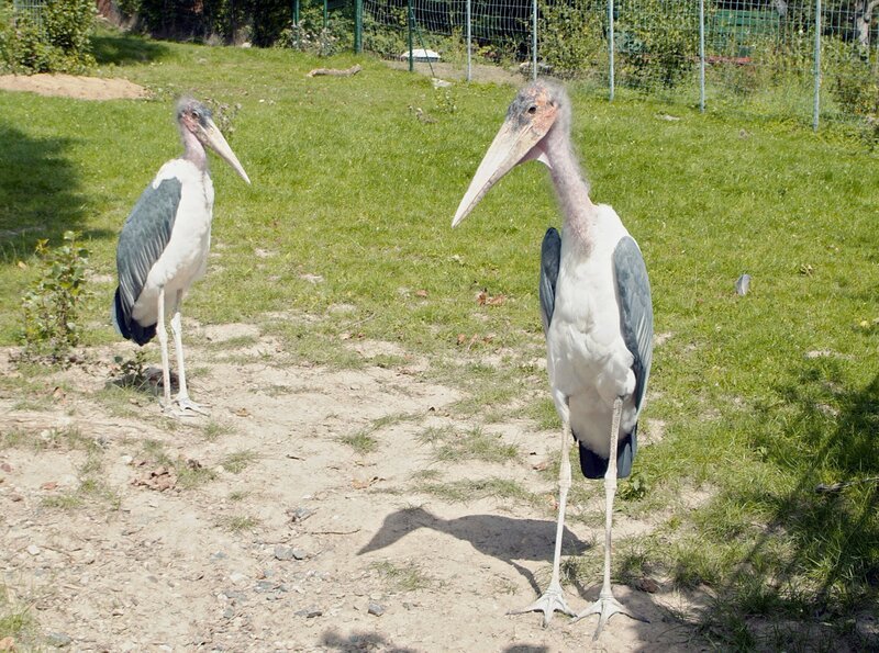 Marabu-Pärchen im Opel-Zoo. – Bild: HR/​Petra Bruder