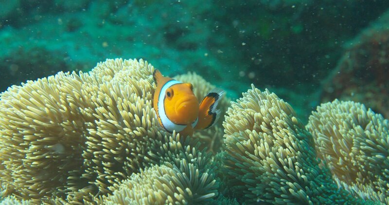 Der kleine Clownfisch, bekannt aus dem Hollywood-Blockbuster „Findet Nemo“ lebt in einer ungewöhnlichen Partnerschaft mit Seeanemonen. – Bild: ZDF