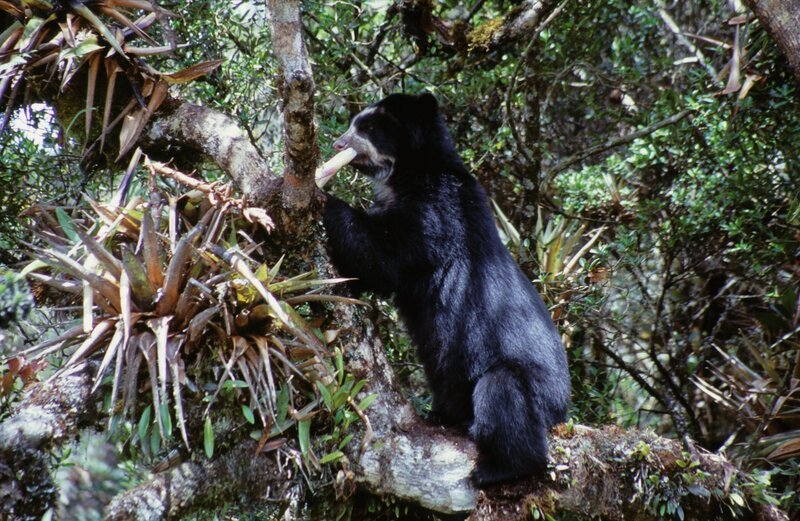 Brillenbären ernähren sich hauptsächlich von Pflanzen wie Bromelien – Bild: TVP