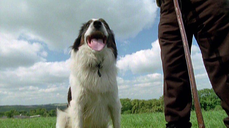 In order to find out more about the brain performance of wolves and dogs, the animal behavior expert is starting a direct comparison today. – Bild: Warner Bros. Discovery