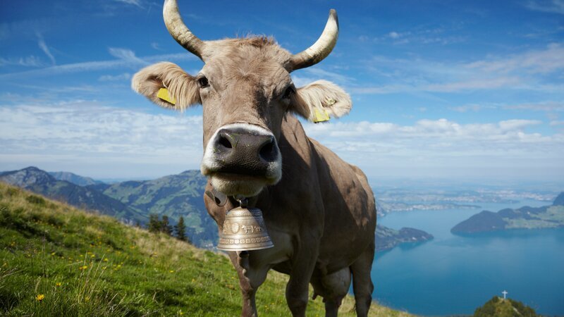 Milk Cow grazing  peacfully and happy on the organic alpine meadows over the Lake Lucerne – Bild: ideeone
