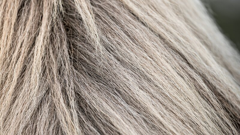 Coarse and expressive Icelandic horsehair – Bild: Lotta Vess /​ Lotta S. Bergman /​ LottaVess