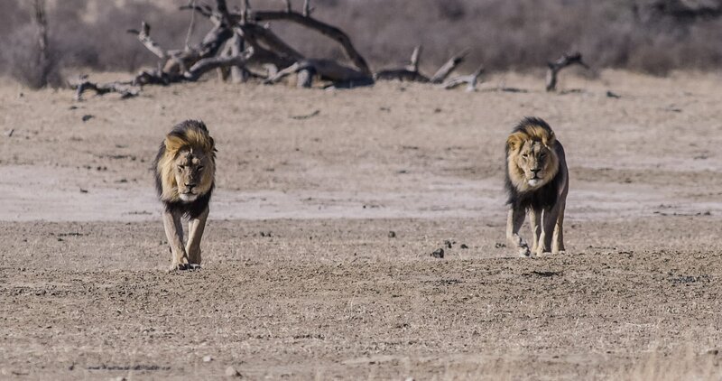 Löwen. – Bild: ntv