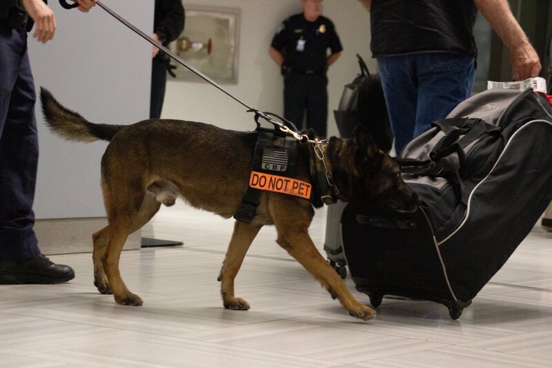 K9 police dog sniffs passing luggage for drugs. – Bild: Lucky 8 TV /​ National Geographic