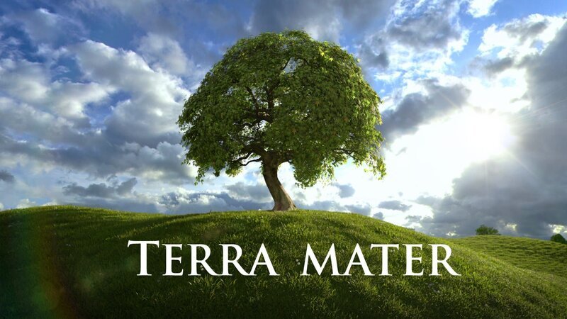 Signation Tree. – Bild: Terra Mater