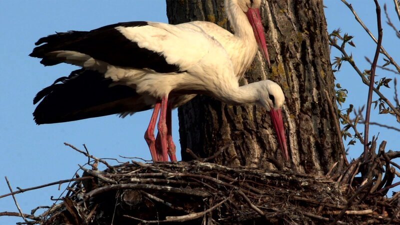 Störche – Bild: @Red Bull Media House/​ServusTV