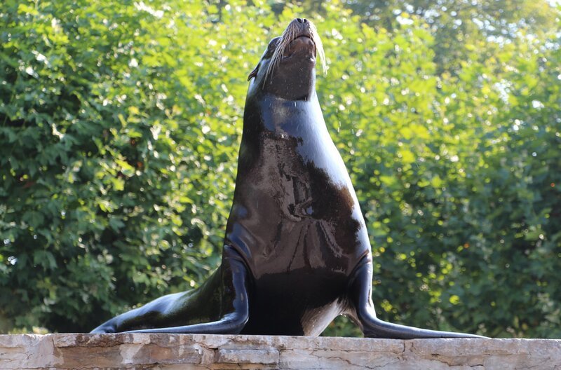 Große Sorgen um Seelöwenbaby Emilia; Tierarzt Tobias Knauf-Witzens will dem Problem auf den Grund gehen und hat das kleine Seelöwenbaby in Narkose gelegt. – Bild: SWR/​Christian Neumann