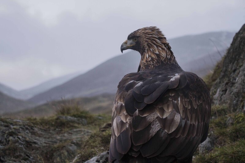 Adler – Bild: GEO Television