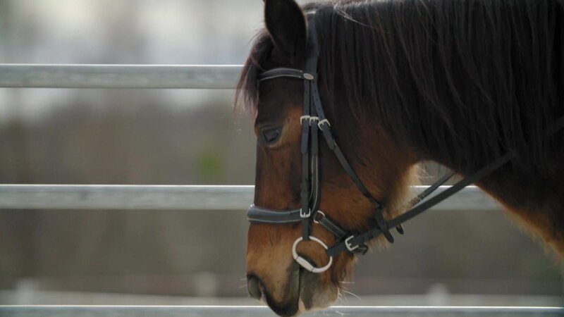 Das Hauspferd – Bild: HIGH VIEW