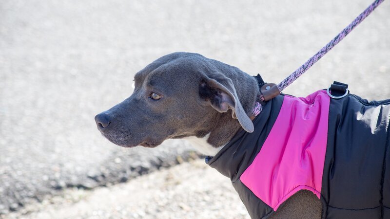 Close up of Pigeon after the rescue. – Bild: Discovery Communications, LLC
