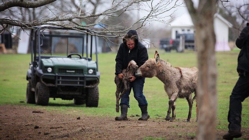 Michelle C. carrying newborn donkey to corral – Bild: Warner Bros. Discovery
