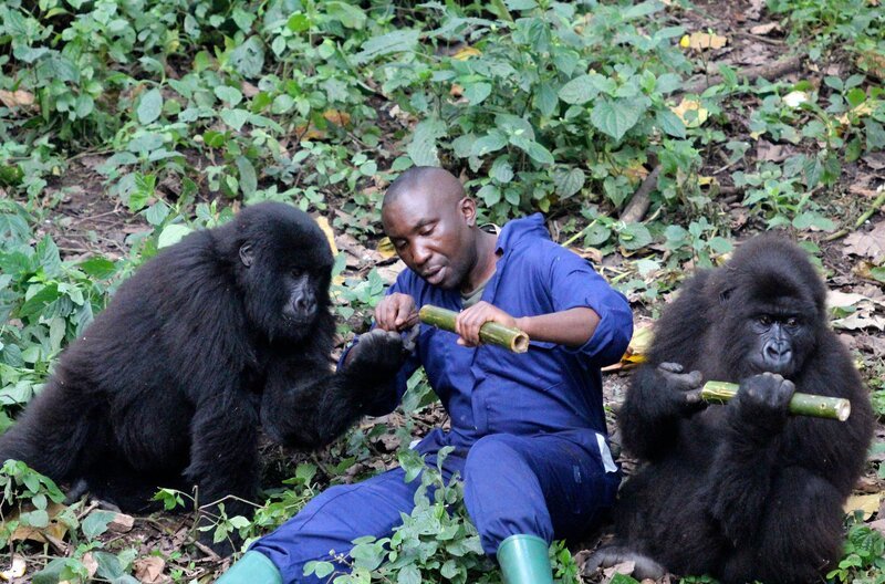 Affenpfleger André Bauma auf dem Weg, um für die vier Gorilla-Handaufzuchten des Virunga-Nationalparks Spielzeug aus Bambusrohren zu basteln. Spannend für alle ist, wie die Gorillas auf das neue Spielzeug reagieren? – Bild: SWR/​Christian Neumann