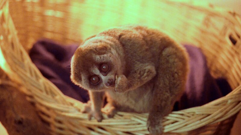 Plumplori nachts in der Wilhelma. – Bild: SWR/​Christian Neumann