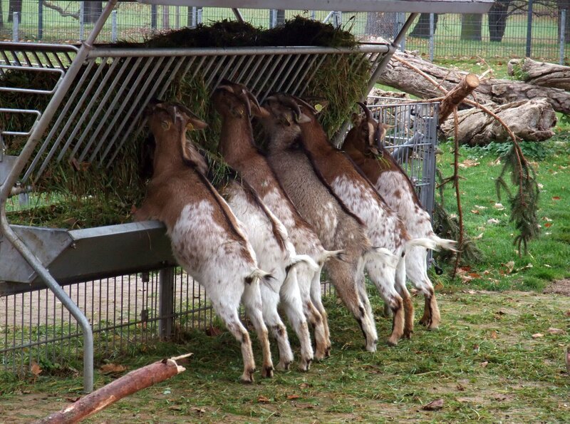 Babyboom auf dem Schaubauernhof: Nahezu täglich kommen jetzt Ziegen- und Schaflämmer zur Welt. Tierpflegerin Bettina schaut regelmäßig nach den Kleinen – und hat dann das Glück, live bei einer Geburt dabei zu sein. Die Zwergziegen beim Fressen. – Bild: SWR/​Frieder Bundt