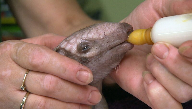 Weißborstengürteltier Oleg bekommt die Flasche im Zoo Berlin. – Bild: rbb/​Dokfilm