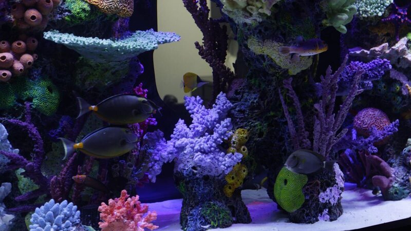 Finished tank. – Bild: Discovery Communications