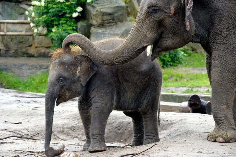 Mitten in Berlin gibt es zwei Oasen für Tiere: den artenreichen Zoo Berlin und den größten Landschaftstiergarten Europas, den Tierpark Berlin. Hier kommen unzählige Zoobabies auf die Welt. – Elefanten-Junge Bogor und Mutter Nova im Tierpark Berlin. – Bild: rbb/​Thomas Ernst