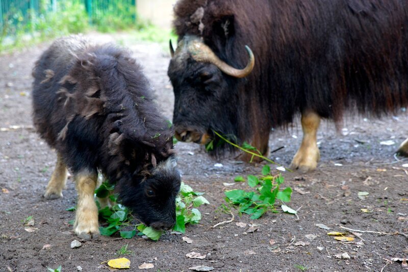 Das Moschusochsenkalb Quengel mit Mutter Momsel im Tierpark Berlin. – Bild: rbb/​Thomas Ernst