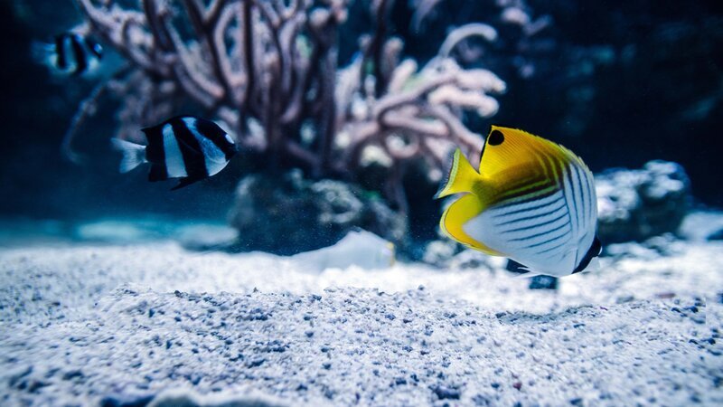 Tanked S005 – Bild: Not Released (NR)