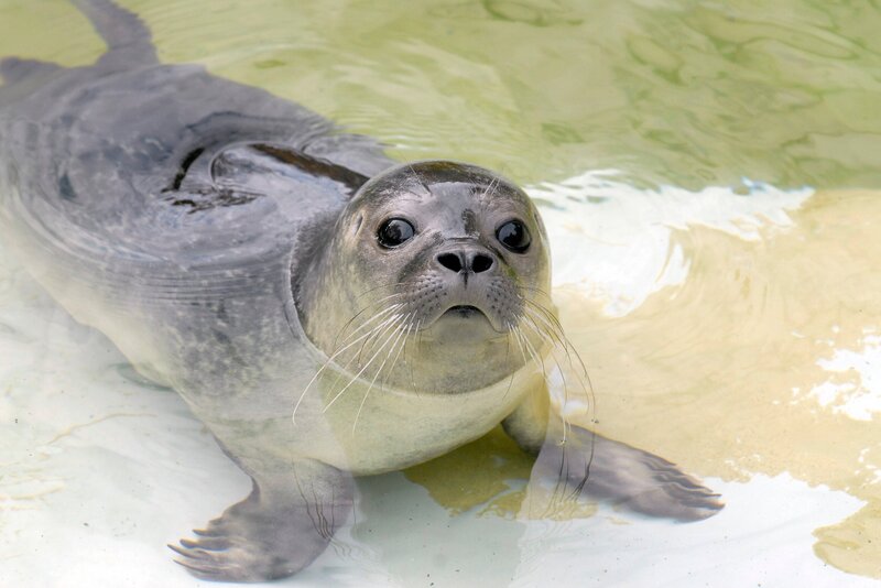 Bei den afrikanischen Addax-Antilopen hat es Nachwuchs gegeben: Ein drei Wochen altes Kalb, das mit seiner Mutter bereits auf der Freianlage lebt und ein Kalb, das gerade mal 24 Stunden auf der Welt ist. Bei den Brillenpinguinen hat sich das Warten auf die „Richtige“ gelohnt: Nach sieben Jahren hat das Paar Telly und Franz zum ersten Mal ein Küken großgezogen und sofort wieder nachgelegt. Ein Seelöwen-Junges im Zoo Berlin. – Bild: rbb/​Thomas Ernst