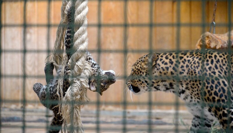 Javaleoparden-Junge Pelangi und Mutter Sinta im Tierpark Berlin. – Bild: rbb/​Thomas Ernst