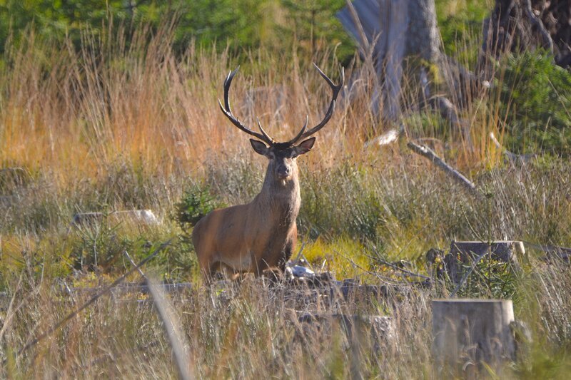 Ein Rothirsch im Bayerischen Wald. Brunftzeit: die Männchen suchen Hirschkühe zur Paarung; weithin hörbar das laute Röhren der Bullen. – Bild: BR/​TEXT + BILD Medienproduktion /​ ZDF und BR/​TEXT + BILD Medienproduktion GmbH & Co. KG/​Wolfgang