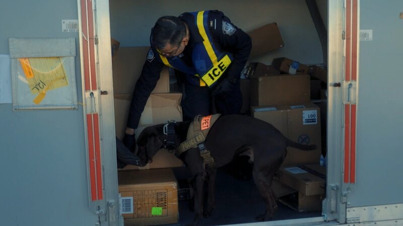 Spürhund Einstein erschnüffelt im Frachtzentrum des Internationalen Flughafens von Honolulu Crystal Meth im Wert von zwei Millionen US-Dollar. – Bild: BossaNova Media/​WeltN24 GmbH