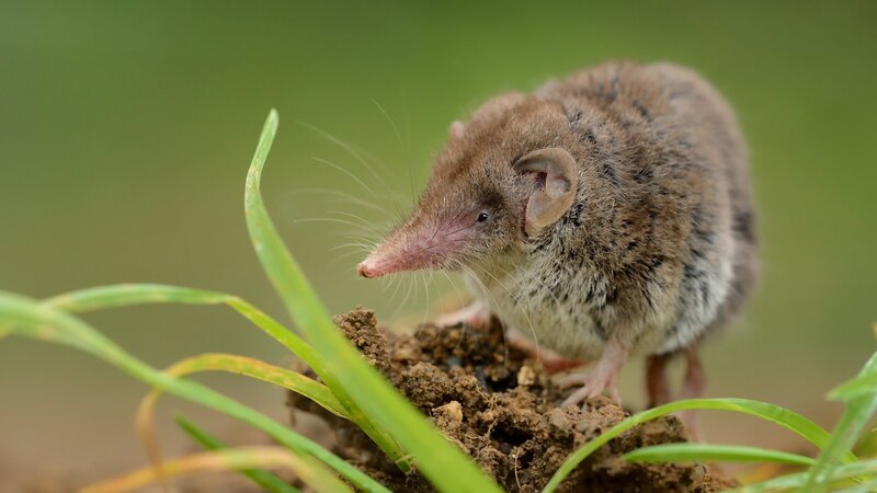 Lesser white-toothed Shrew (Crocidura suaveolens) on loam. Little insect-eating mammal with brown fur standing on meadow in garden. Background is green and fuzzy. – Bild: Martin Pelanek/​phototrip