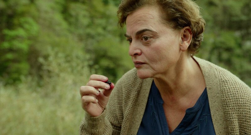 Amsel im Brombeerstrauch – Bild: Capricci