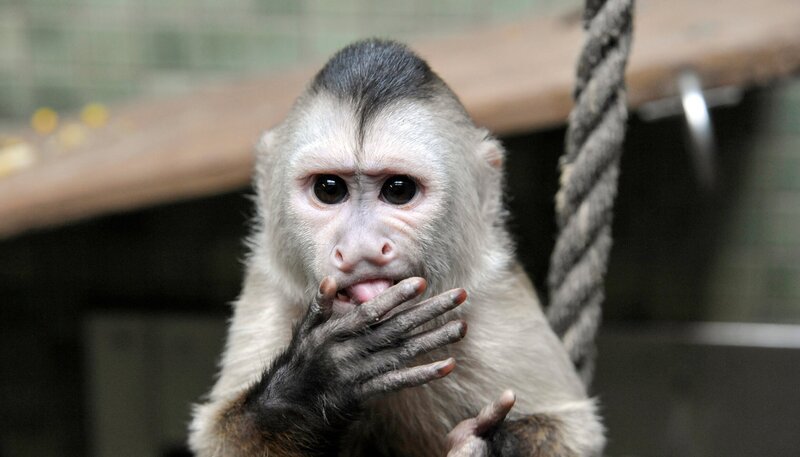 Bei den Uganda-Giraffen im Tierpark bahnt sich eine Sensation an: Kuh Inge hat beschlossen ihr Kind im Freien zur Welt zu bringen. Inmitten der Herde und vor den Augen der Besucher stürzt nach bangen Stunden des Wartens ein kleines Giraffen-Baby auf die Welt. Foto: Das Kapuzineräffchen Sina im Zoo Berlin. – Bild: rbb/​Thomas Ernst