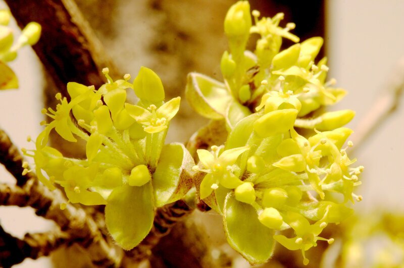 Kornelkirsche (im Volksmund ‚Dirndln‘ genannt). – Bild: ORF/​Power of Earth